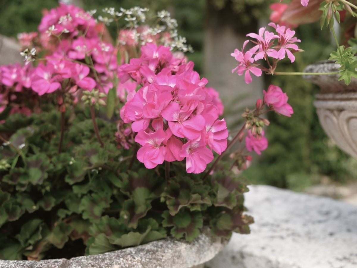 Hôtel, charme, campagne, jardin, Chantilly, Paris